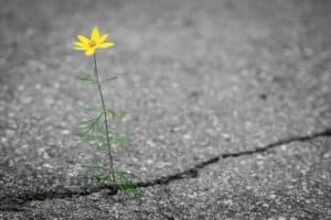 Sesgo del optimista: flor crece en el asfalto.